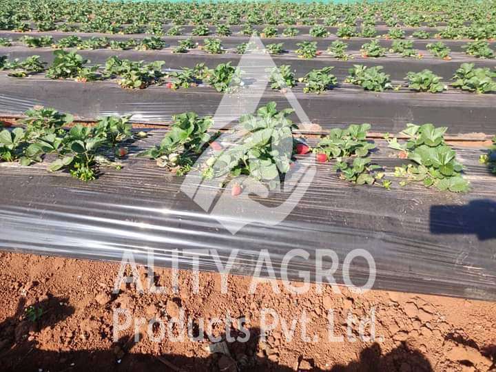 FB_IMG_1630788070523