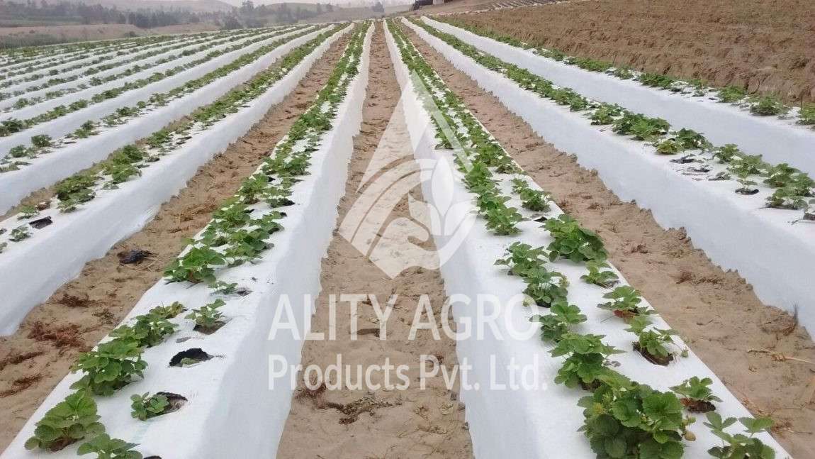 mas-alla-del-color-del-mulch-1-1150x647